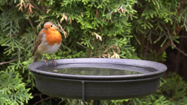 robin at the birdbath in the garden