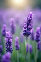Naklejka premium A Field of Lavender Blossoms Bathed in Golden Sunlight, a Single Stem Standing Tall and Proud, Its Delicate Purple Flowers Catching the Light