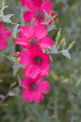 Fototapeta premium Linum Grandiflorum Rubrum Scarlet Flax bloomed in the garden on a flower bed, Red Linum Grandiflorums closeup in nature, Red flaxs or flowering flaxs, scarlet flax, crimson flax flower head close-up