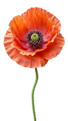 Elegant close up of a vibrant orange poppy flower against white backdrop