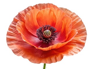 Close up photograph of a vibrant orange and red poppy flower blossom