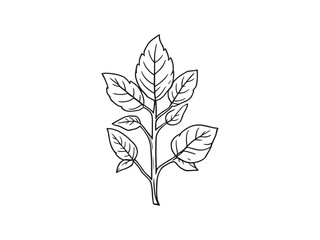 Burro’s Tail line art vector illustration