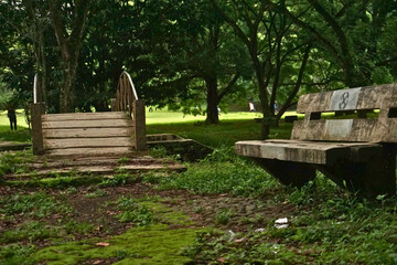 Wooden Benches and Steps in a Peaceful Forest Park