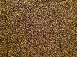 Ripening wheat field glowing in sunlight