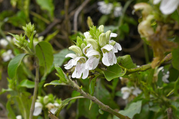 A green Plant of Justicia adhatoda vasica or malabar nut plant in selective focus and background blur, the white Justicia adhatoda blossom in spring, Chakwal, Punjab, Pakistan