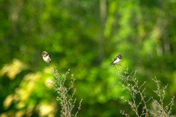 Beautiful morning view indonesia panorama landscape paddy fields with beauty color and sky natural light