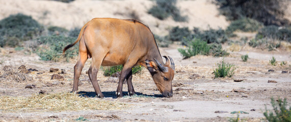 African forest buffalo, known as dwarf buffalo, with reddish-brown coat grazing in pasture on sunny summer day..