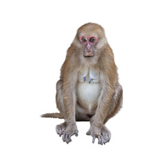 The Japanese macaque, Macaca sylvanus, sits on a white background.
