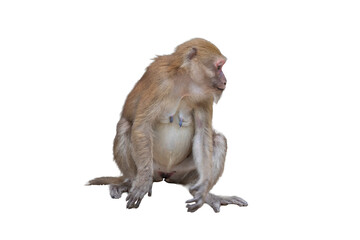 Monkey isolated on white background