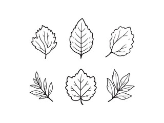 Croton line art vector illustration