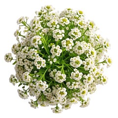 Overhead view of a lush Sweet Alyssum plant with many delicate flowers