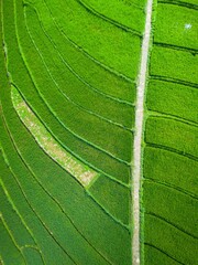 Beautiful morning view indonesia panorama landscape paddy fields with beauty color and sky natural light