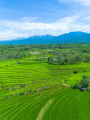 Beautiful morning view indonesia panorama landscape paddy fields with beauty color and sky natural light