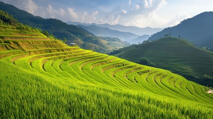 Fototapeta premium Birds Eye View of Golden Rice Farm in Rural Landscape with Lush Green Terraces and Mountains