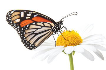 Obraz premium A Vibrant Monarch Butterfly Gracefully Perched on a Delicate White Daisy Flower