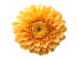 Closeup of Yellow Dahlia Flower with Intricate Petal Pattern on Transparent Background