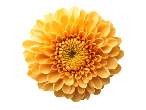 Closeup of Yellow Dahlia Flower with Intricate Petal Pattern on Transparent Background