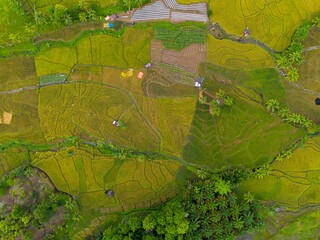 Beautiful morning view indonesia panorama landscape paddy fields with beauty color and sky natural light