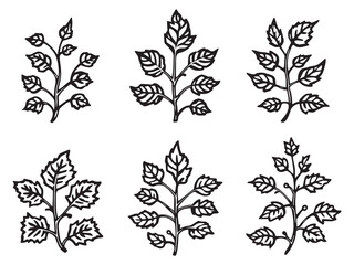 English Ivy line art vector illustration