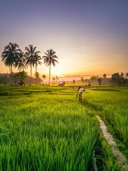 Beautiful morning view indonesia panorama landscape paddy fields with beauty color and sky natural light © rahmadhimawan