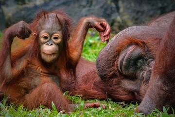 Portrait of mother and baby Bornean orangutan