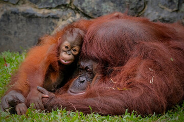 Obraz premium Portrait of mother and baby Bornean orangutan