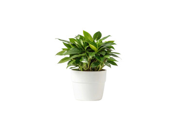 Obraz premium PNG Lush green indoor plant in white pot against white background