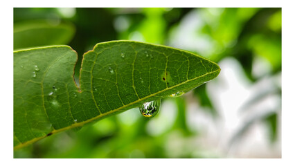 The background of wet leaves exposed to raindrops looks fresh and beautiful green. Fresh wet leaves.	