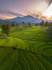 Naklejka premium Beautiful morning view indonesia panorama landscape paddy fields with beauty color and sky natural light