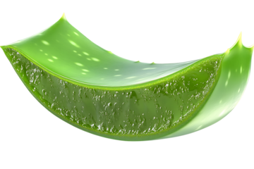 Single aloe vera leaf slice showing inner gel on trasparent background