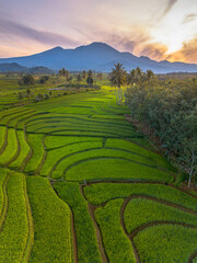 Beautiful morning view indonesia panorama landscape paddy fields with beauty color and sky natural light
