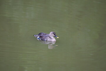 Duck in Lake