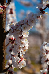 Blooming apricot trees in early spring. High quality photo