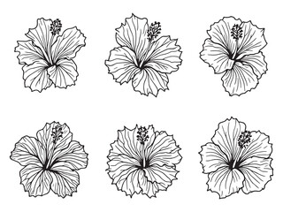 Hibiscus line art vector illustration