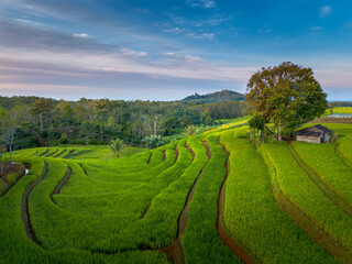 Obraz premium Beautiful morning view indonesia panorama landscape paddy fields with beauty color and sky natural light