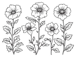 Ivy Geranium line art vector illustration
