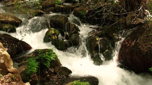 Nature Reserve The Banias river by the hermon stream Mountain, Israel