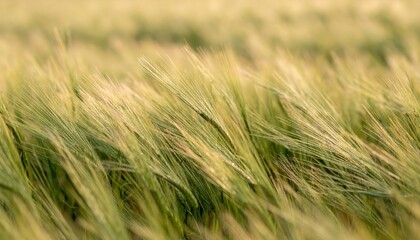 Fototapeta premium Gentle Swaying of Tall Grass Fields Under Soft Breeze Movement