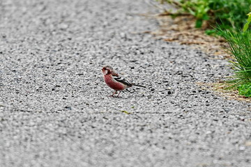道路に降りてきたベニマシコのオス