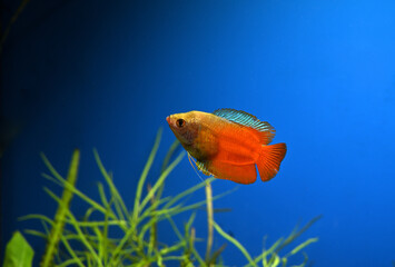 Obraz premium Aquarium fish lalius (Colisa lalia) of macropod family in freshwater tropical aquarium.