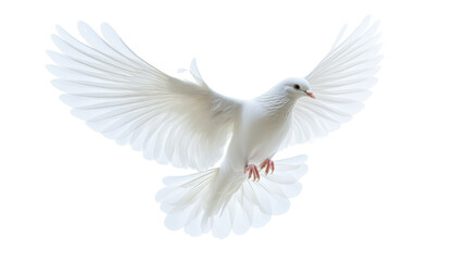 Obraz premium Majestic White Dove in Flight: A Symbol of Peace and Hope Soaring Through the Air