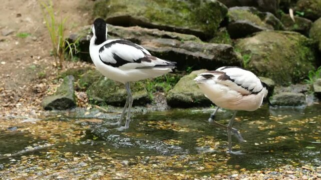 Pied avocets (Recurvirostra avosetta) feeding and wading through the water