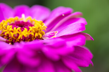 Beautiful Purple zinnia flower close-up. Macrophotography of the yellow stamens of a zinnia flower. Summer background