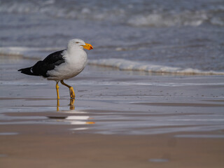 Pacific Gull At Waters Edge Lifts Foot