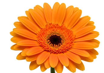 calendula flower isolated on transparent background. generative ai
