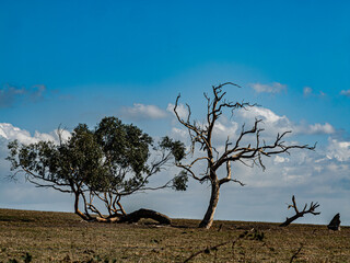 Wind Blasted And Twisted Trees In Barren Land