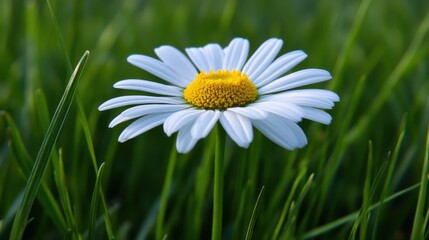 Obraz premium A single daisy stands out among lush green grass. Its white petals and vibrant yellow center capture the essence of spring on a sunny afternoon in a serene garden
