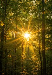 Obraz premium Golden Sunlight Streaming Through Lush Green Forest