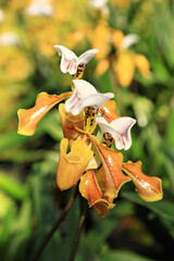 Close up of The Inthanon Lady's Slipper Orchid at Inthanon Lady's Slipper Orchid Conservation Center in Chiang mai Province, Thailand