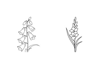 Elegant botanical illustrations of foxglove and gladiolus flowers in clean black and white outlines